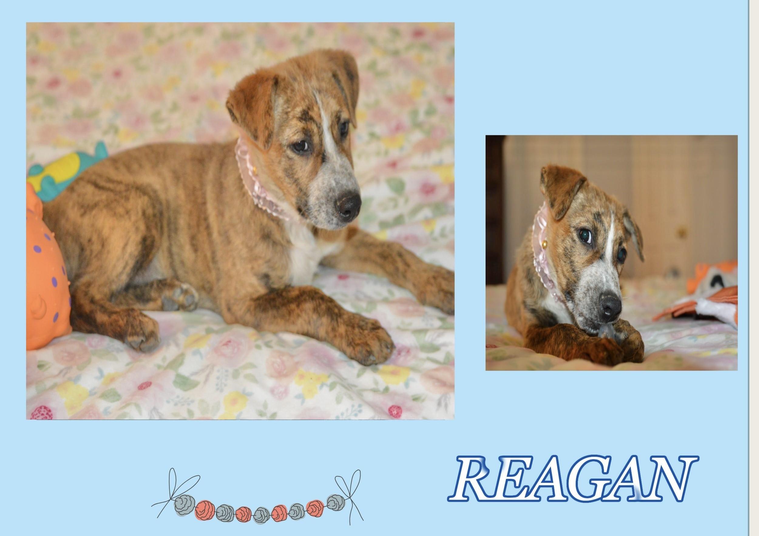 Reagan