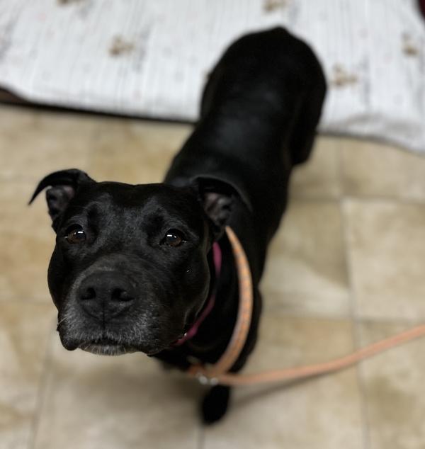 Enlarge Serena (mcas), a Adoptable mixed breed in Troutdale, OR image 1/1