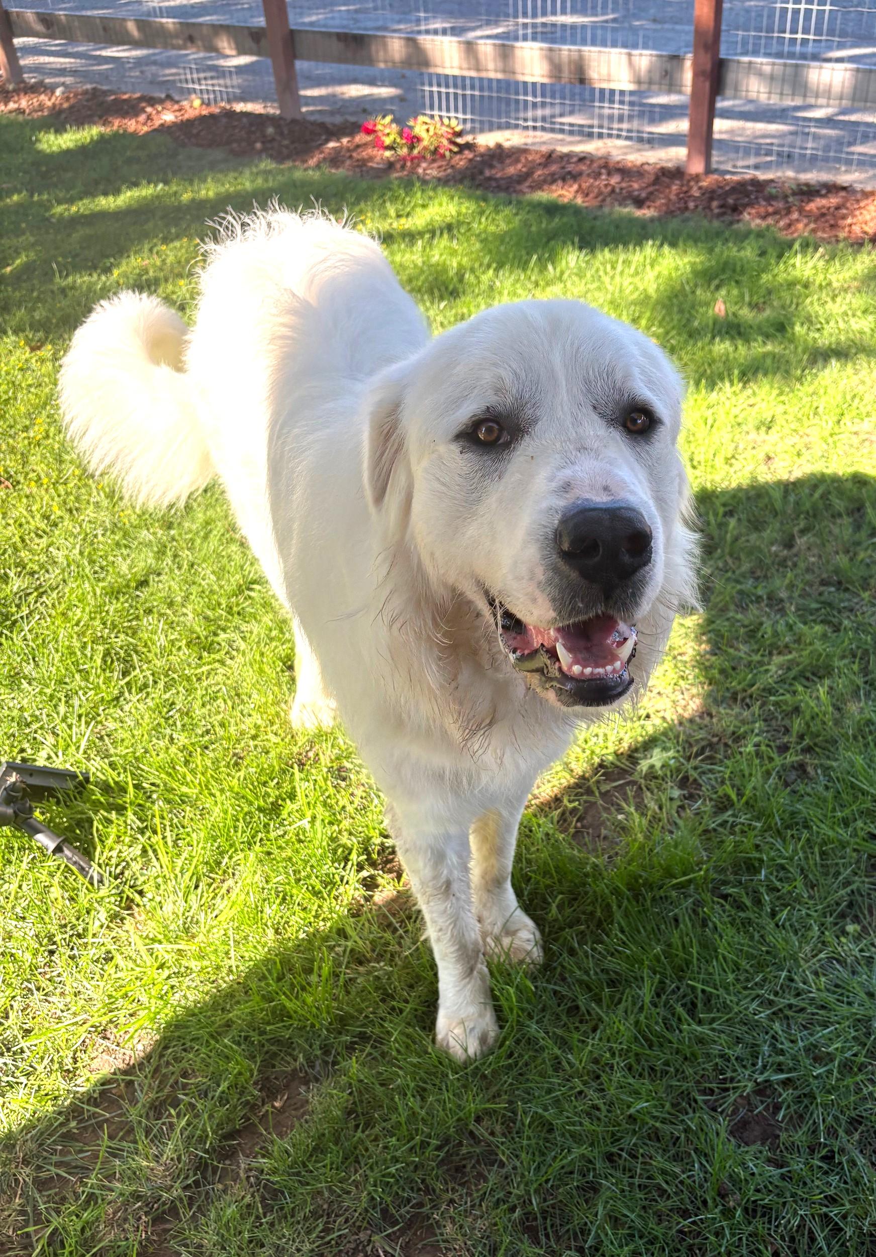 RUFFLES, Adoptable, Puppy Male Great Pyrenees.