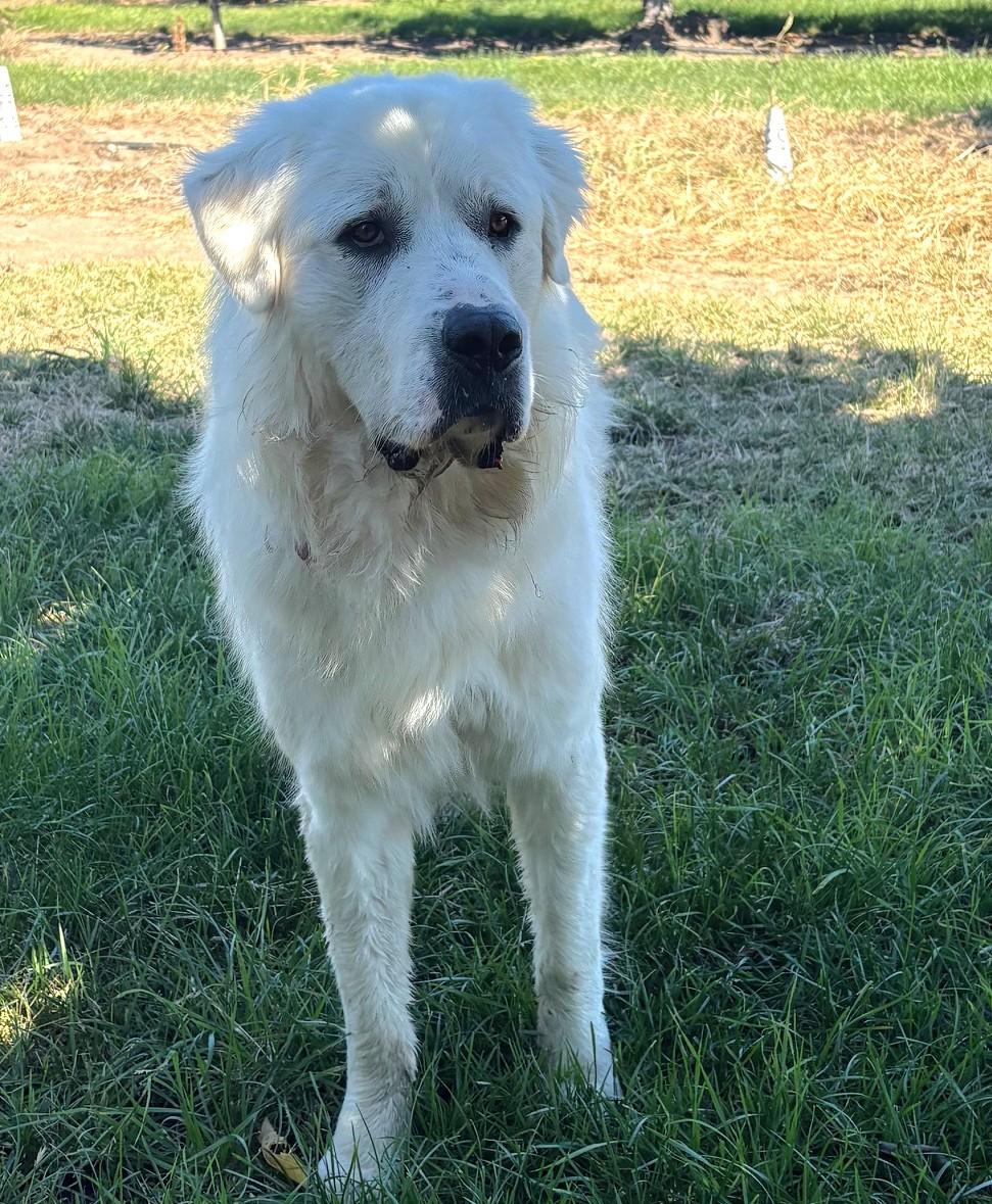 Enlarge RUFFLES, a Adoptable Great Pyrenees in Granite Bay, CA image 2/3