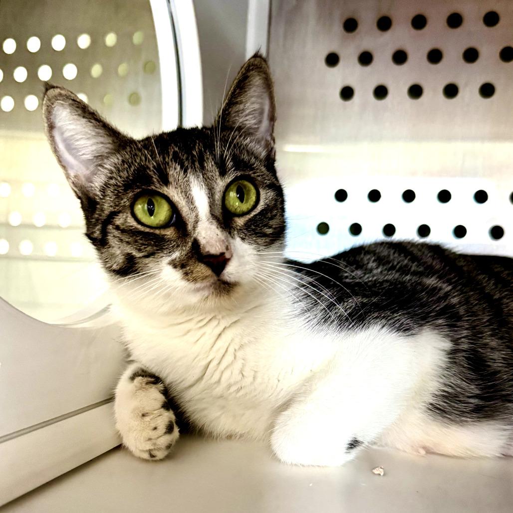 Betsy, Adoptable, Adult Female Domestic Short Hair.