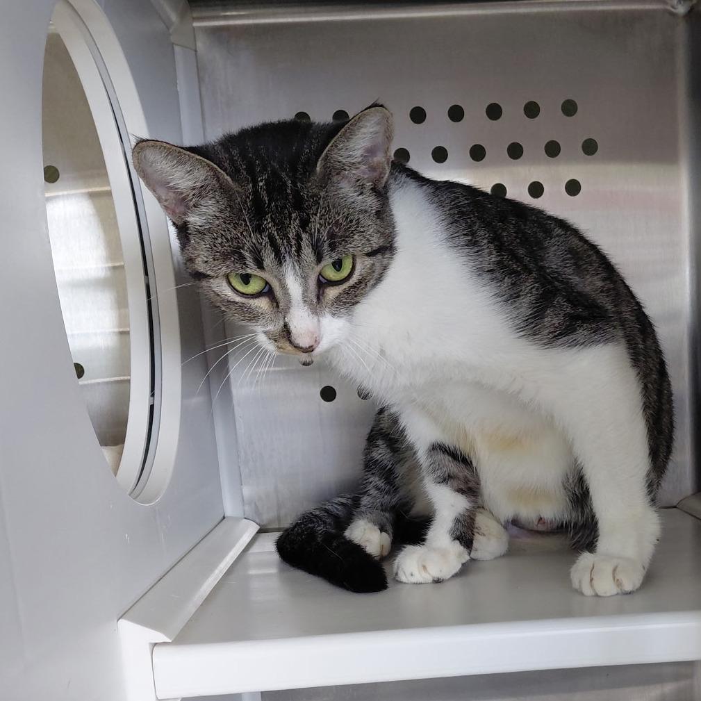 Betsy, a Adoptable mixed breed in Houston, TX image 2/6