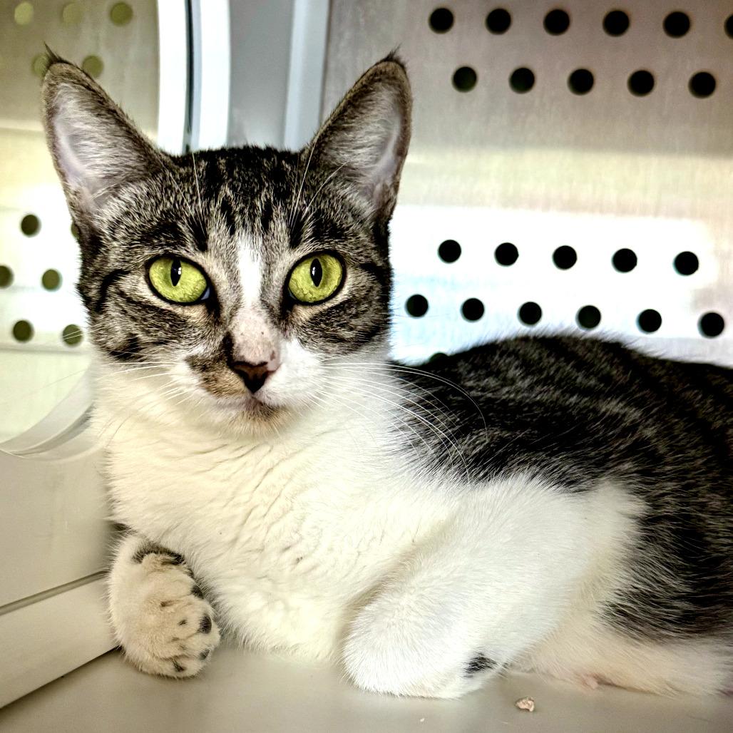 Betsy, a Adoptable mixed breed in Houston, TX image 3/6