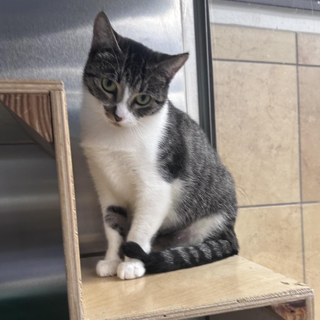 Betsy, a Adoptable mixed breed in Houston, TX image 4/6