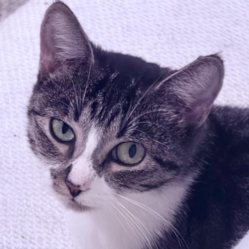 Betsy, a Adoptable mixed breed in Houston, TX image 5/6