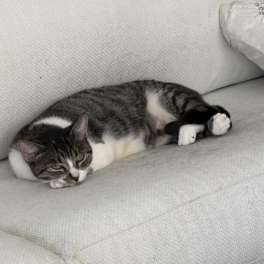 Betsy, a Adoptable mixed breed in Houston, TX image 6/6