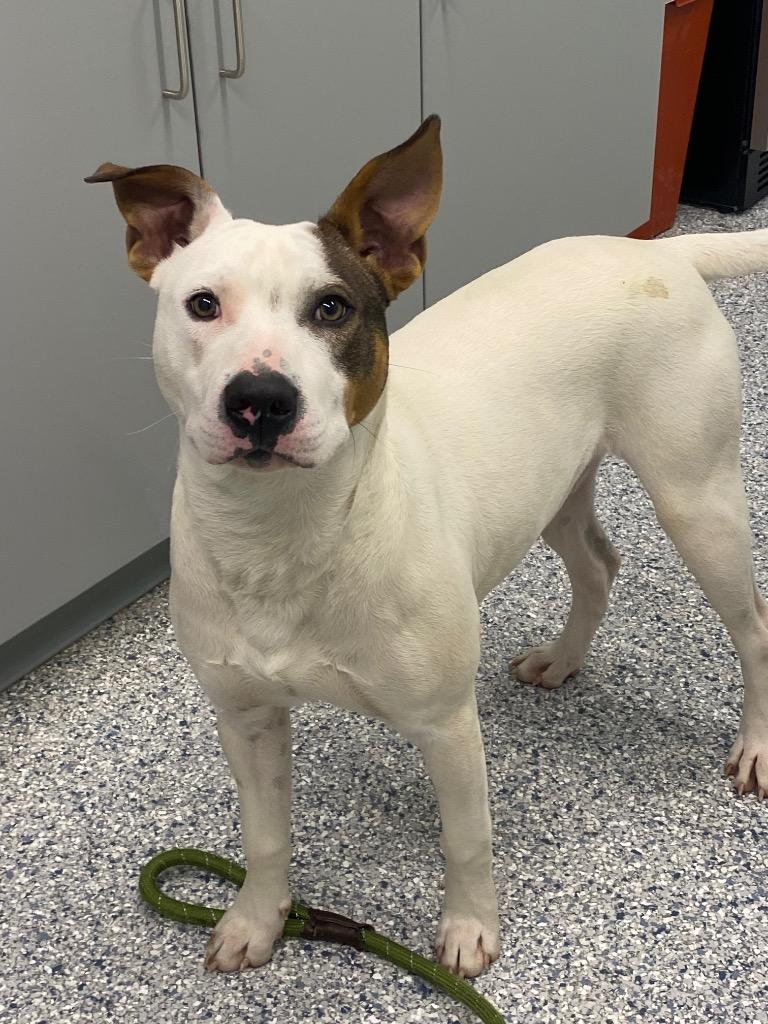 Enlarge Emmit, a Adoptable mixed breed in Athens, TN image 1/2