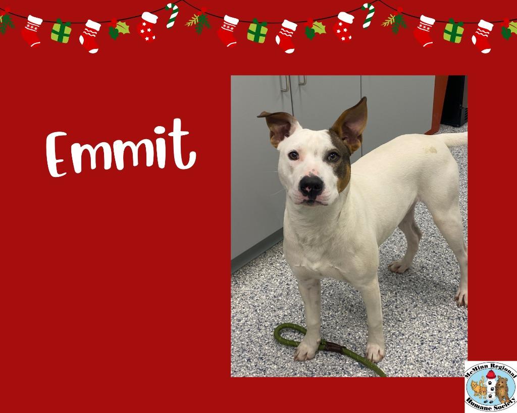 Enlarge Emmit, a Adoptable mixed breed in Athens, TN image 2/2