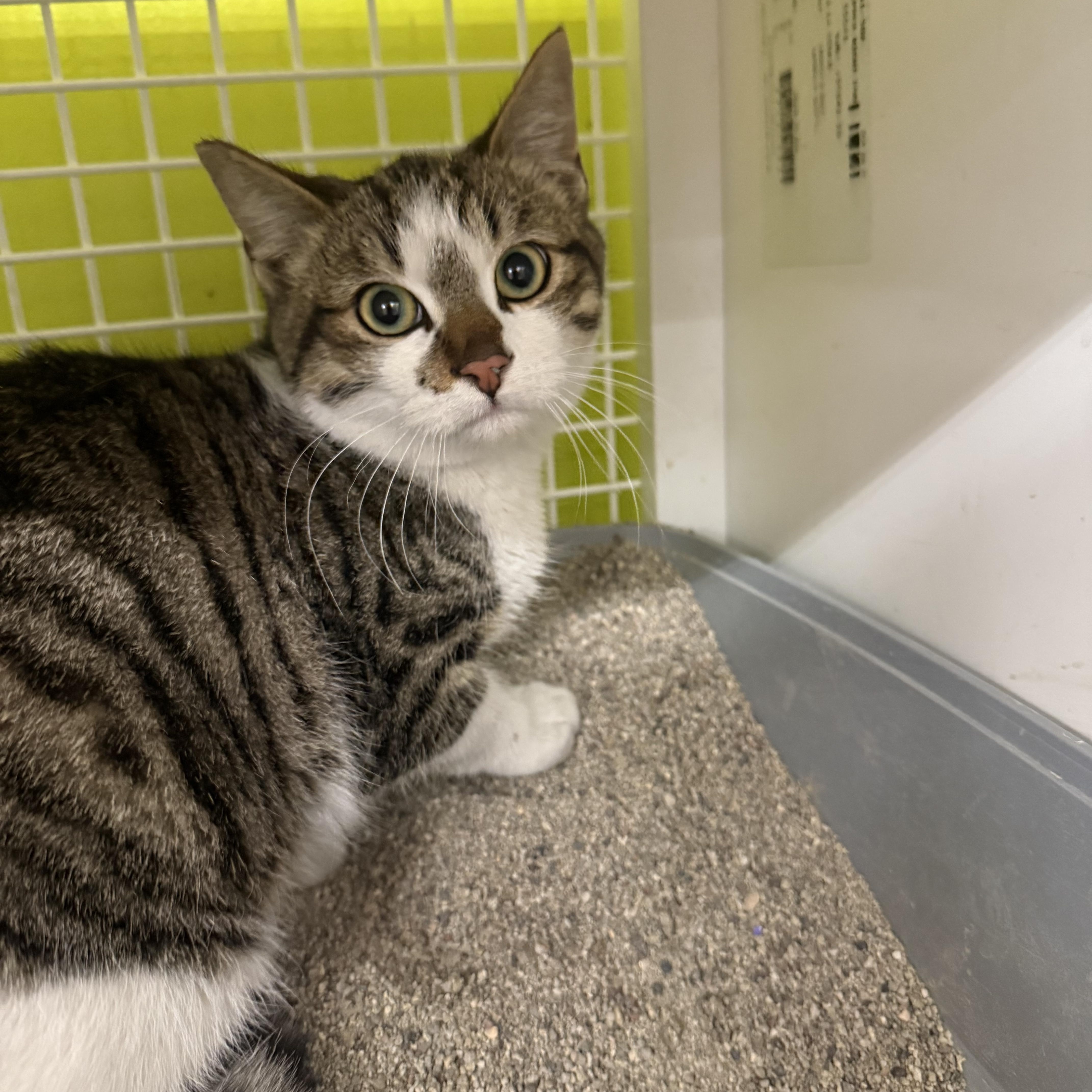 Enlarge Purrtastic, an adopted mixed breed in Las Vegas, NV image 2/2