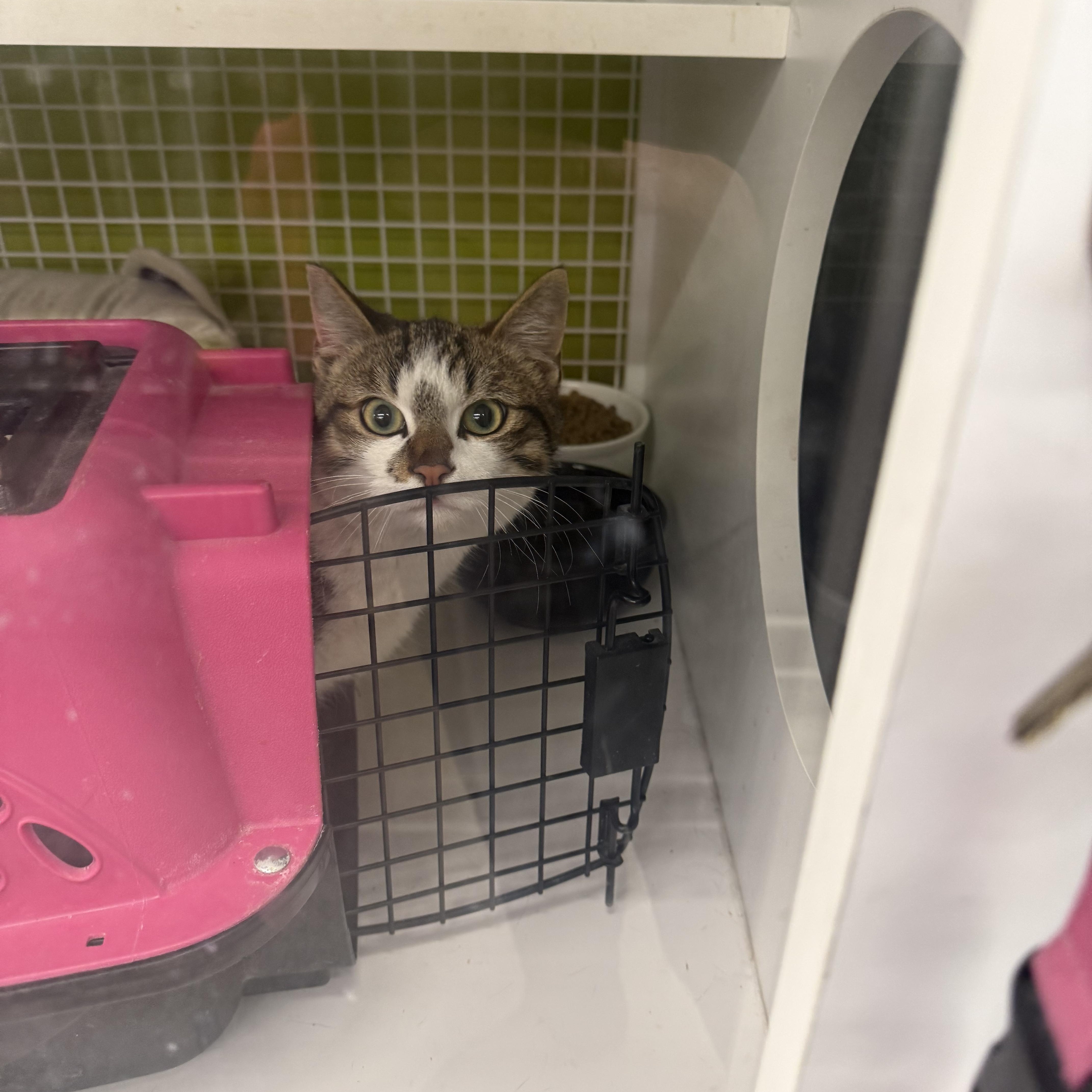 Purrtastic, ADOPTABLE, Kitten Male Tabby.