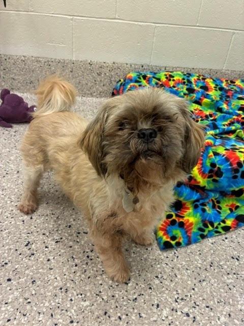 Jerry, Adoptable, Senior Male Lhasa Apso & Poodle.