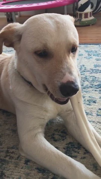 Enlarge Ranger, a Adopted Mixed Breed in Rixeyville , VA video 1/5