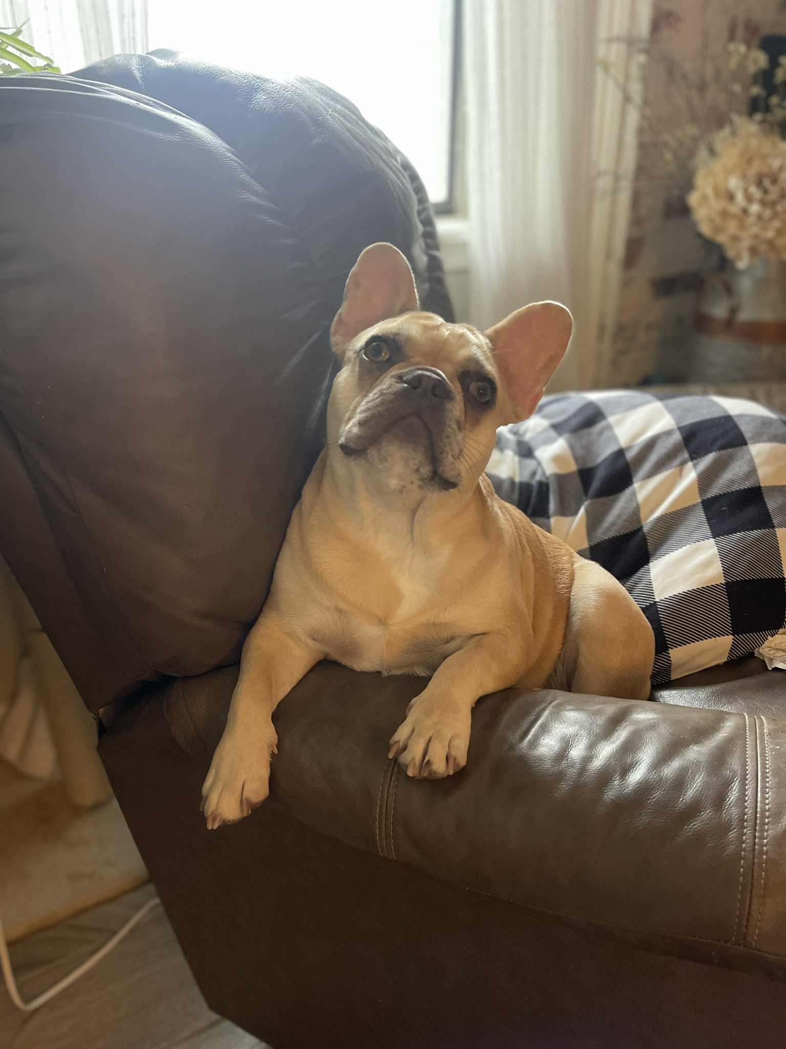 Molly, an adopted French Bulldog in Noble, OK image 5/6