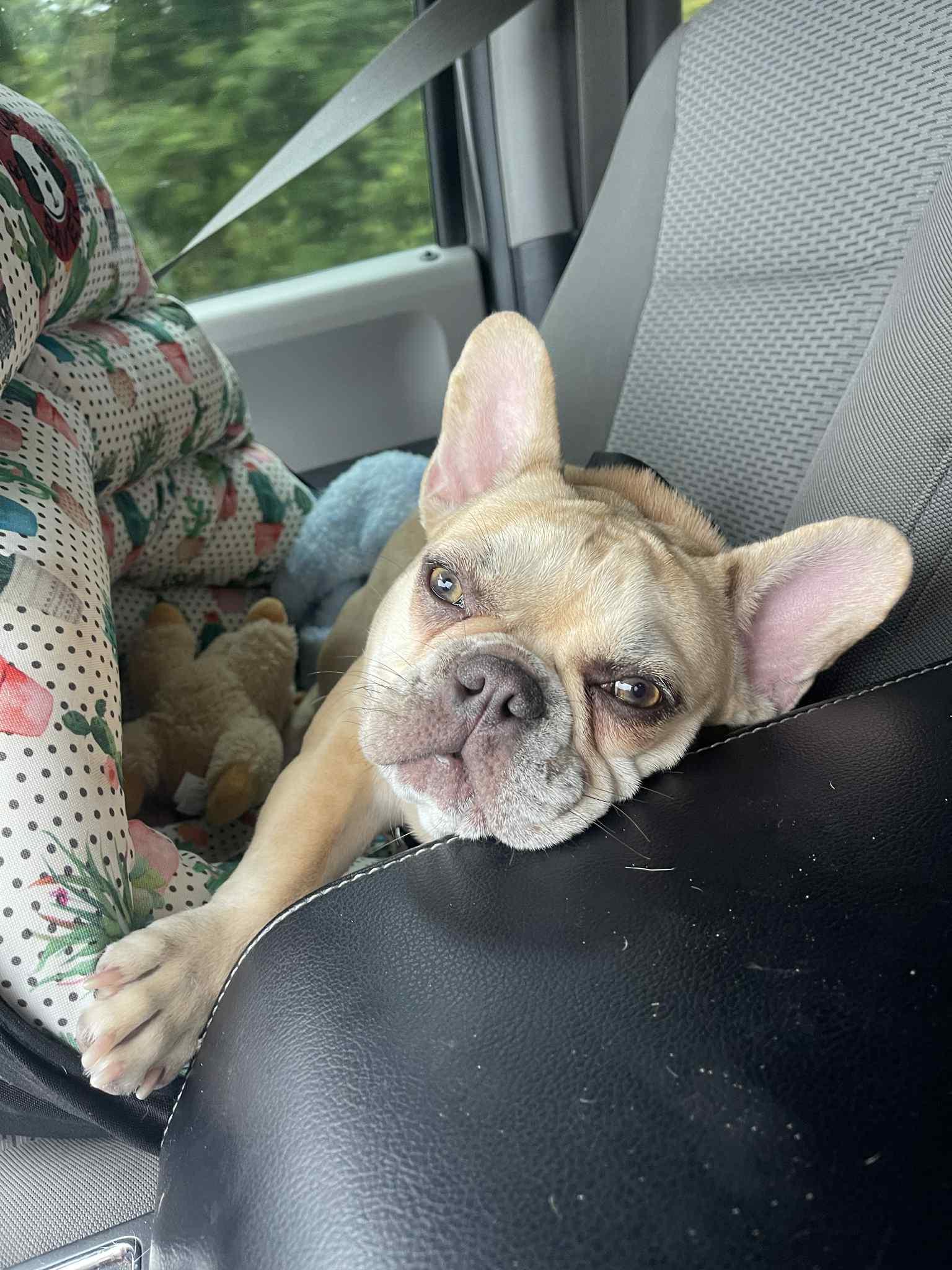 Molly, an adopted French Bulldog in Noble, OK image 2/6