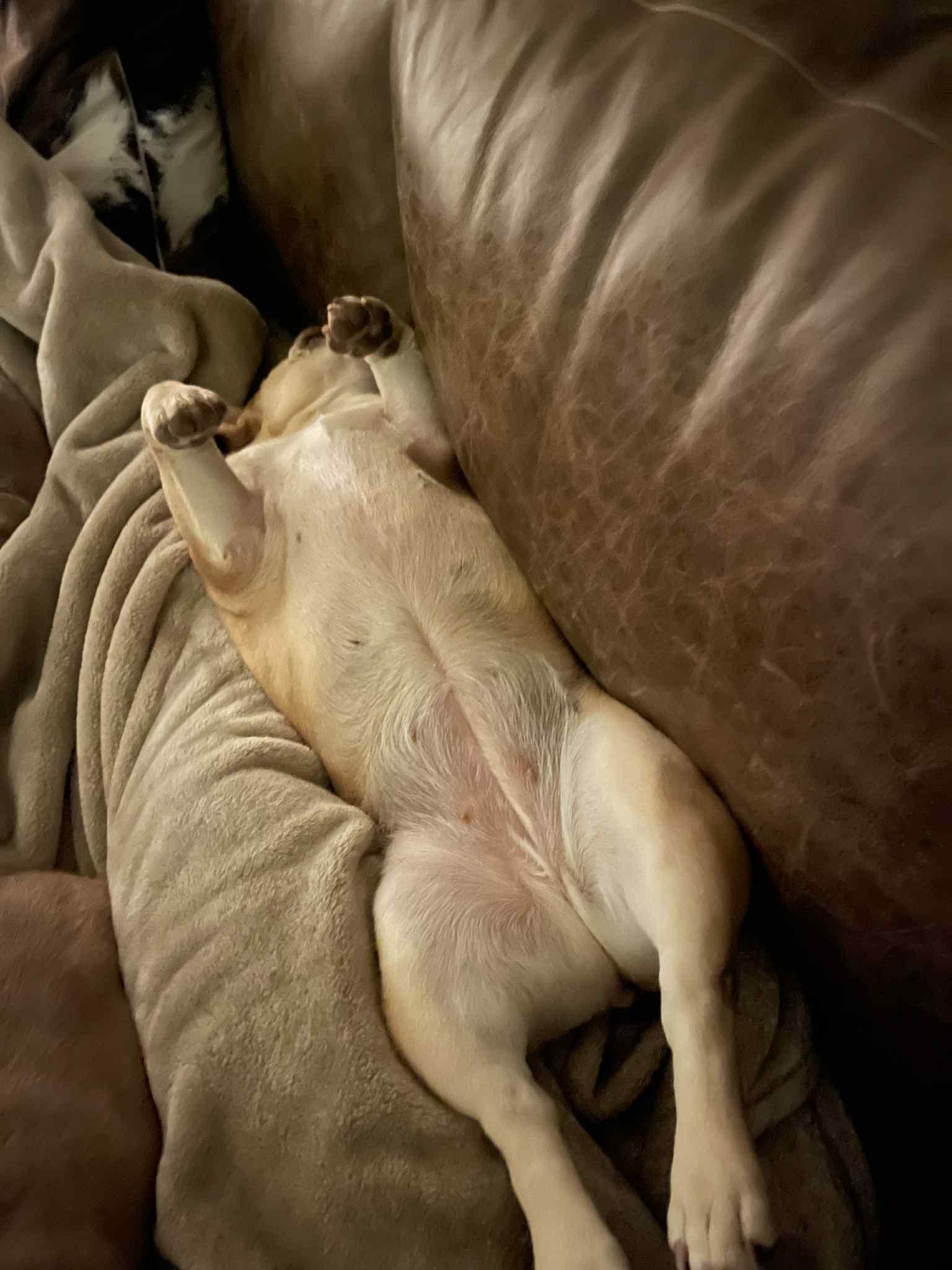 Molly, an adopted French Bulldog in Noble, OK image 4/6