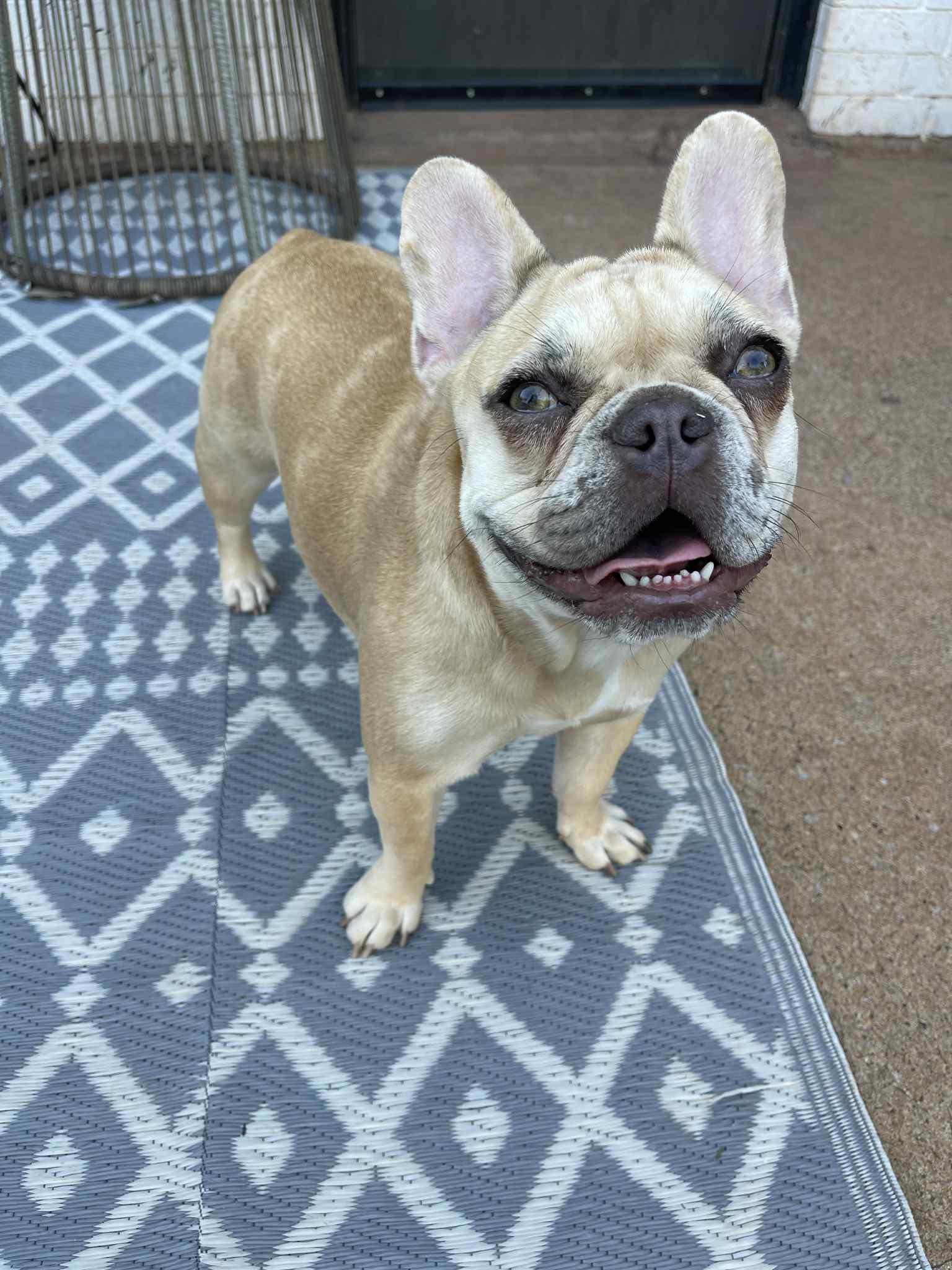 Molly, an adopted French Bulldog in Noble, OK image 1/6