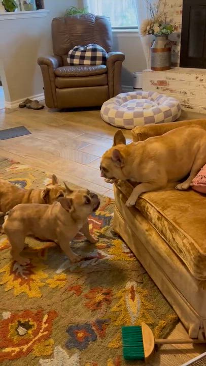 Enlarge Molly, an adopted French Bulldog in Noble, OK video 6/6