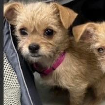 Bibbity Available 10/23, Adoptable, Puppy Female Terrier.
