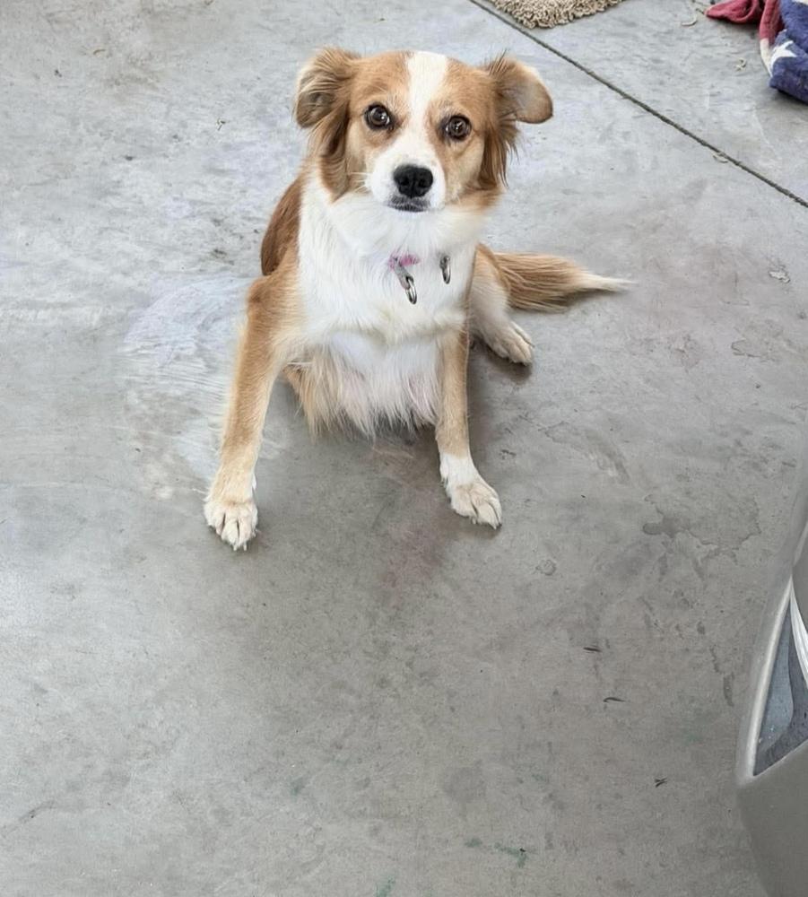 Millie, Adoptable, Young Female Cattle Dog.