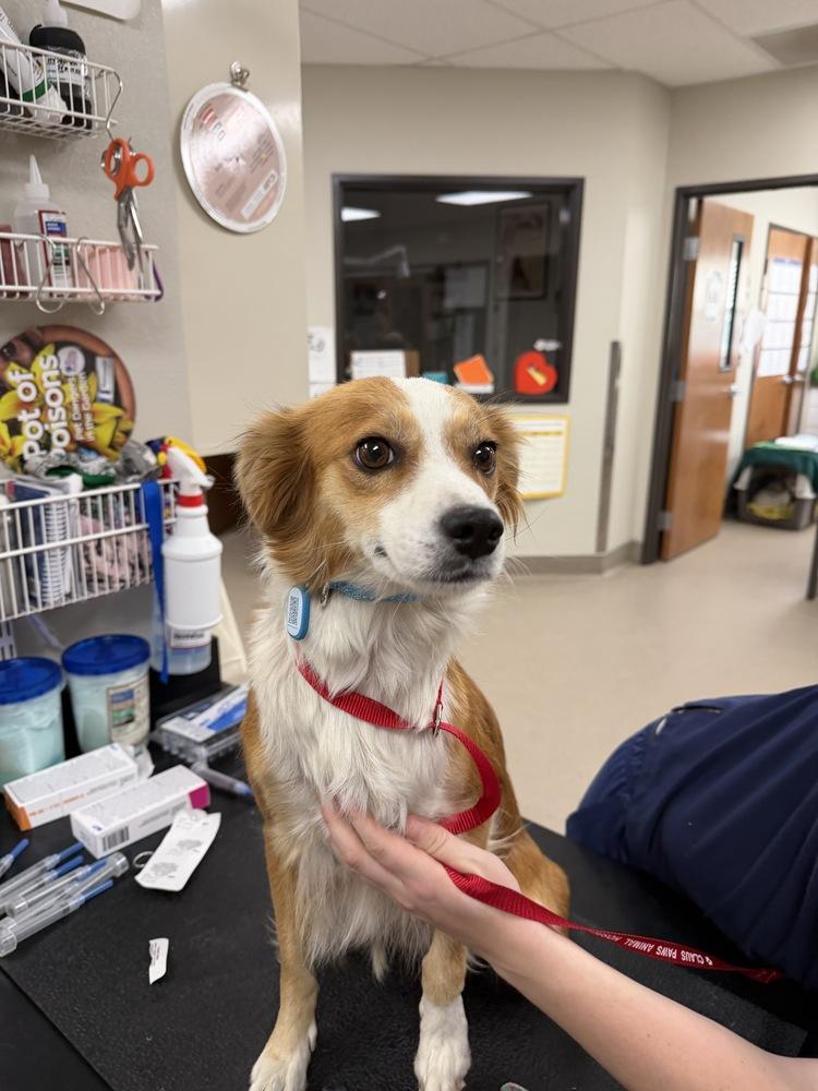 Enlarge Millie, a Adoptable mixed breed in Vancouver, WA image 2/2