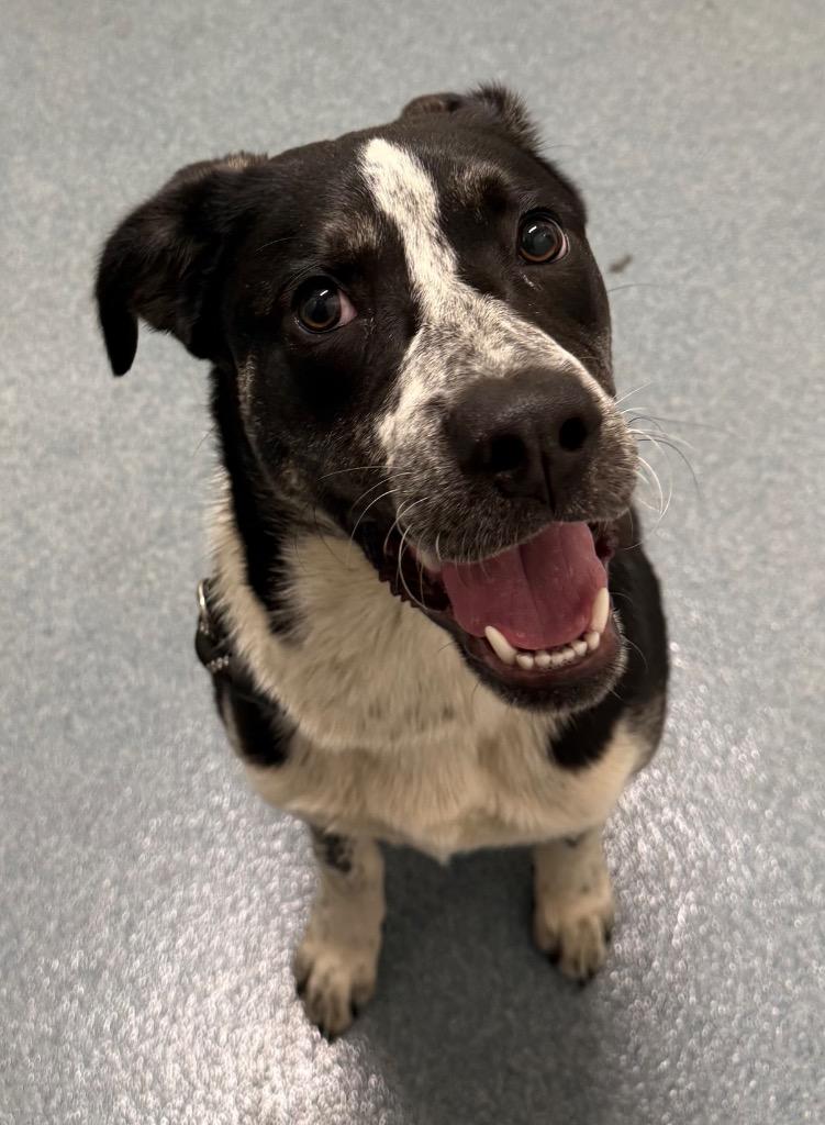 Rex Brannon Garcia, Adoptable, Young Male Saint Bernard & Mixed Breed.