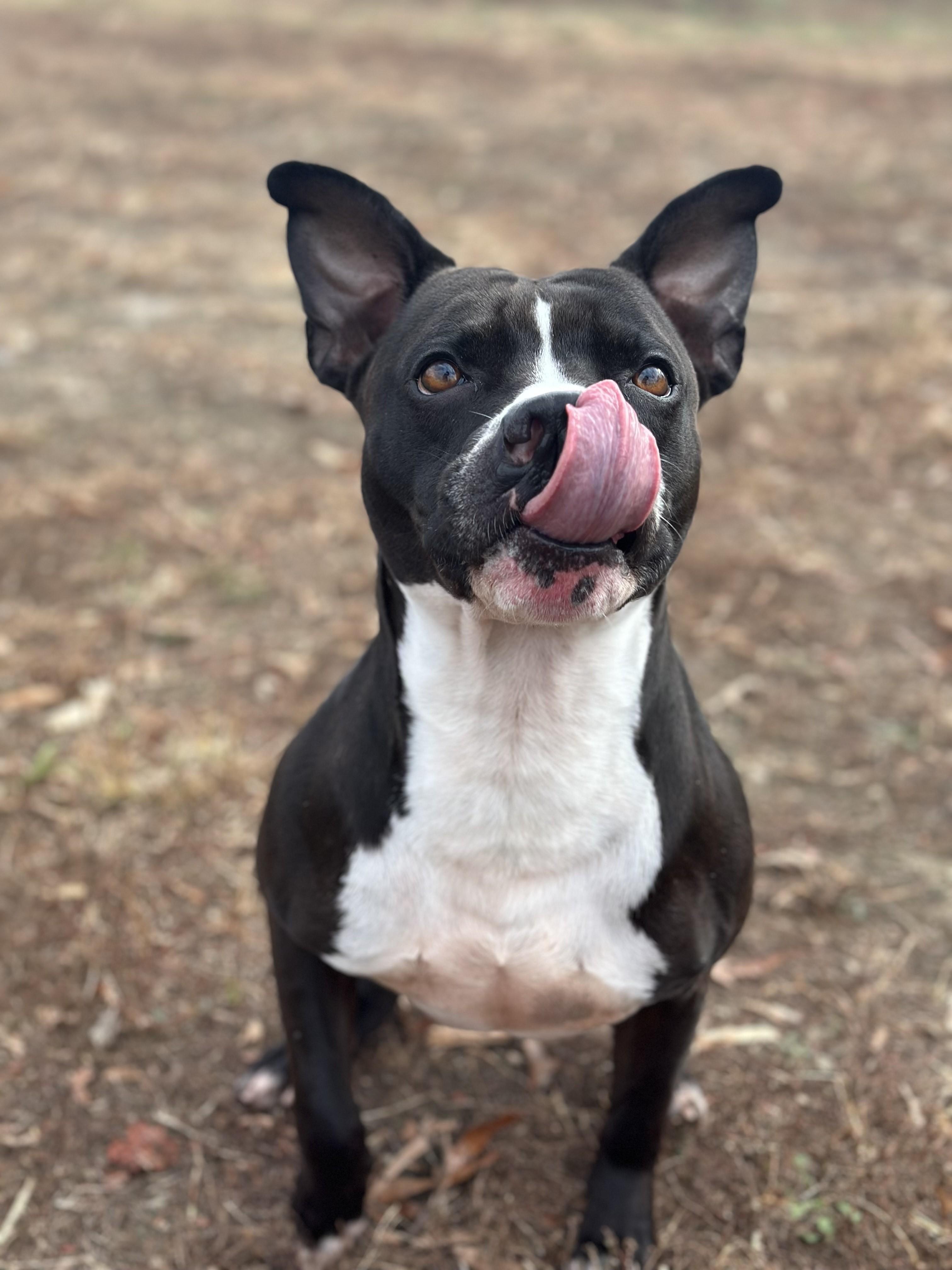 Enlarge Kash, an adopted mixed breed in Stafford, VA image 2/3