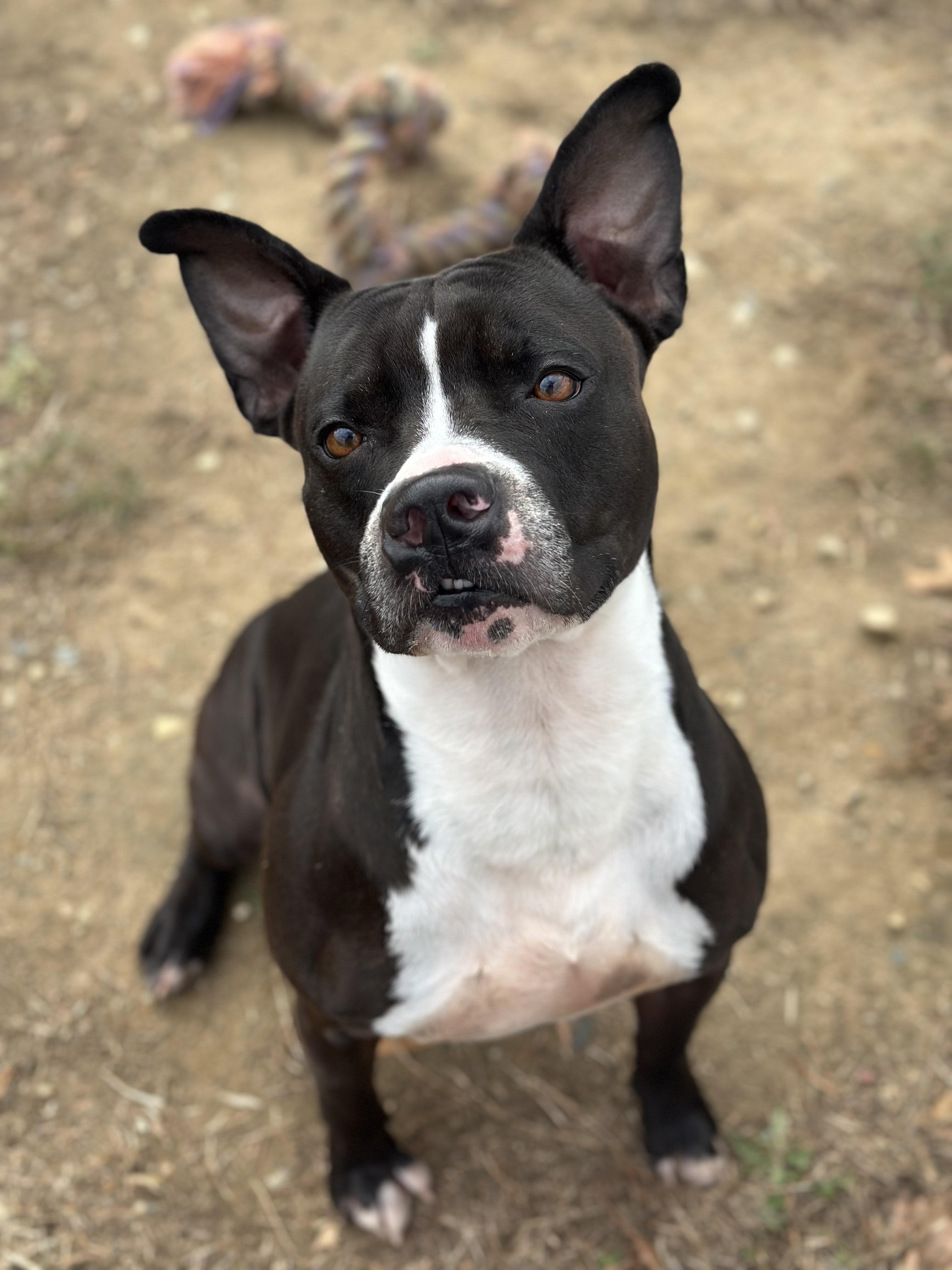 Enlarge Kash, an adopted mixed breed in Stafford, VA image 3/3