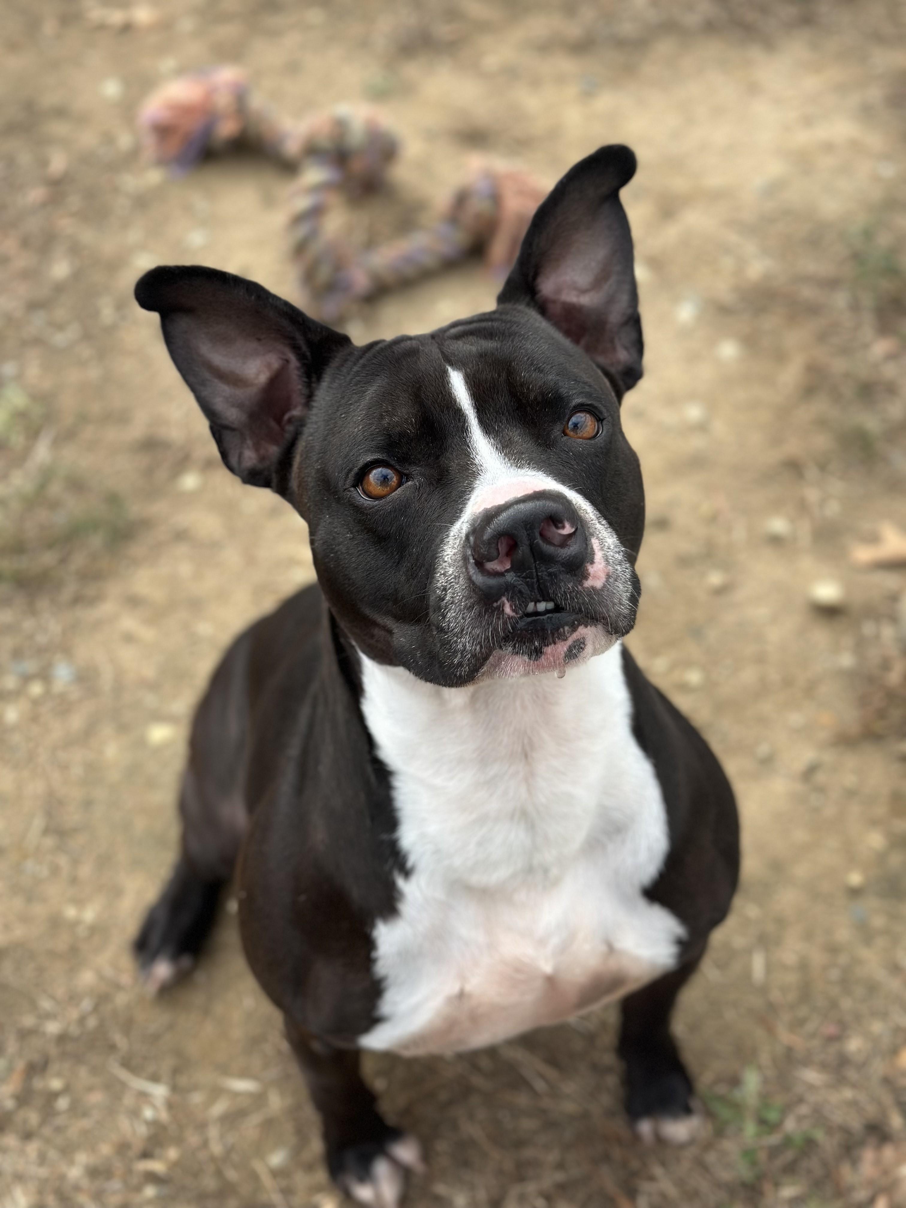 Enlarge Kash, an adopted mixed breed in Stafford, VA image 1/3