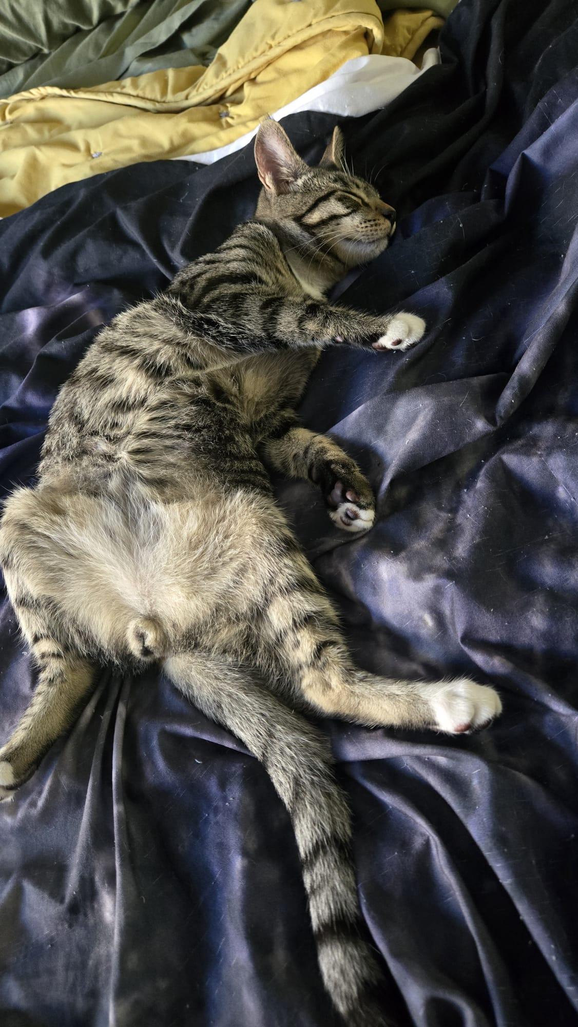 JOJO, a ADOPTABLE Domestic Short Hair in Santa Ana, CA image 3/4