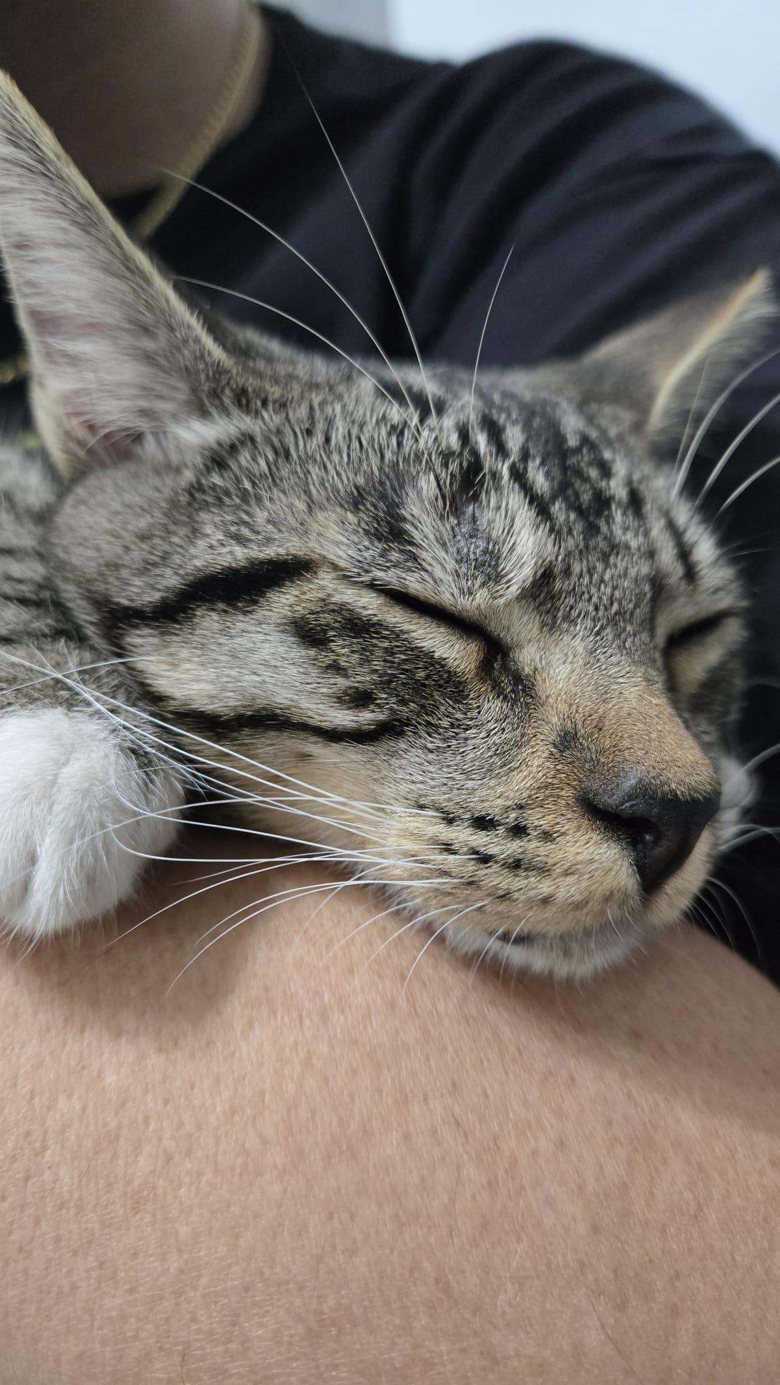 JOJO, a ADOPTABLE Domestic Short Hair in Santa Ana, CA image 2/4