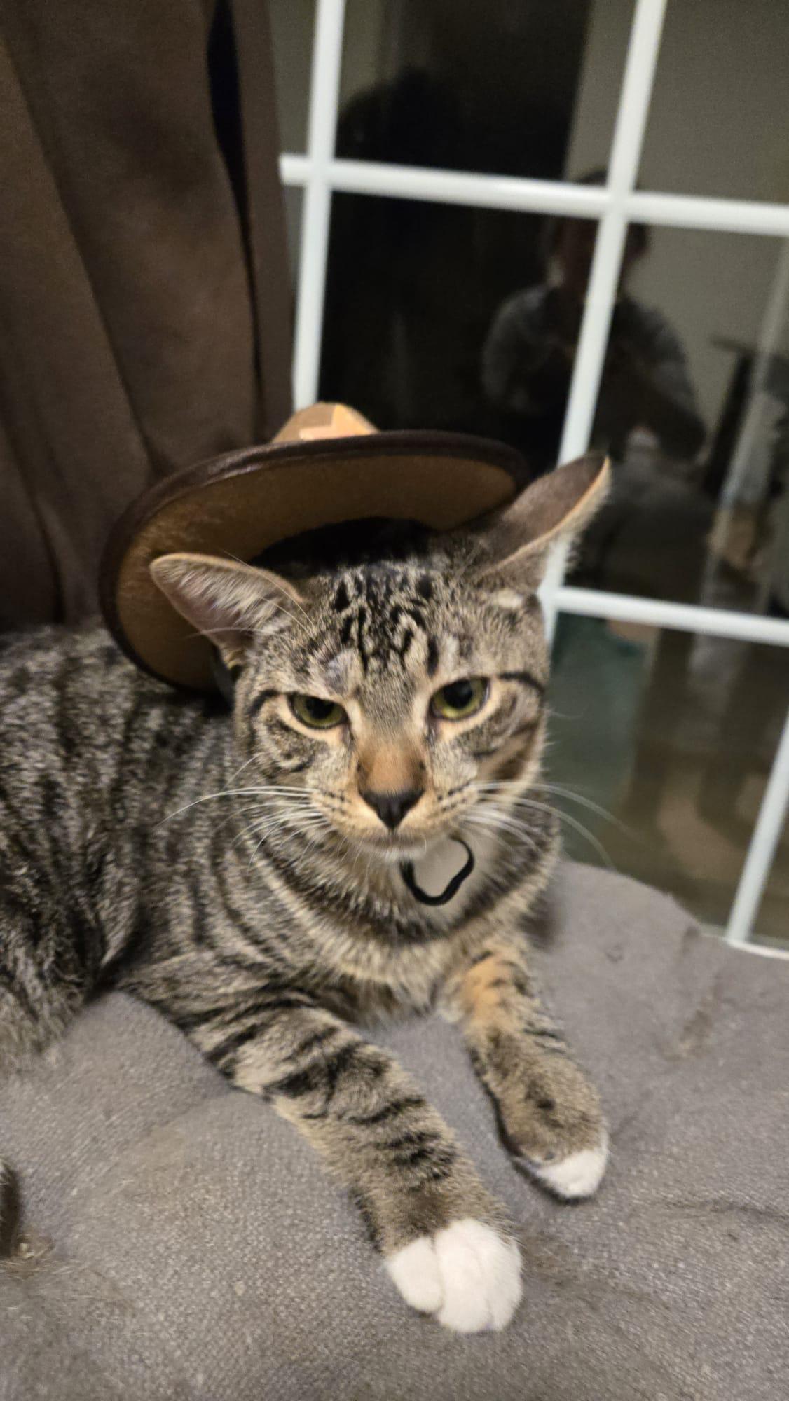 JOJO, a ADOPTABLE Domestic Short Hair in Santa Ana, CA image 4/4