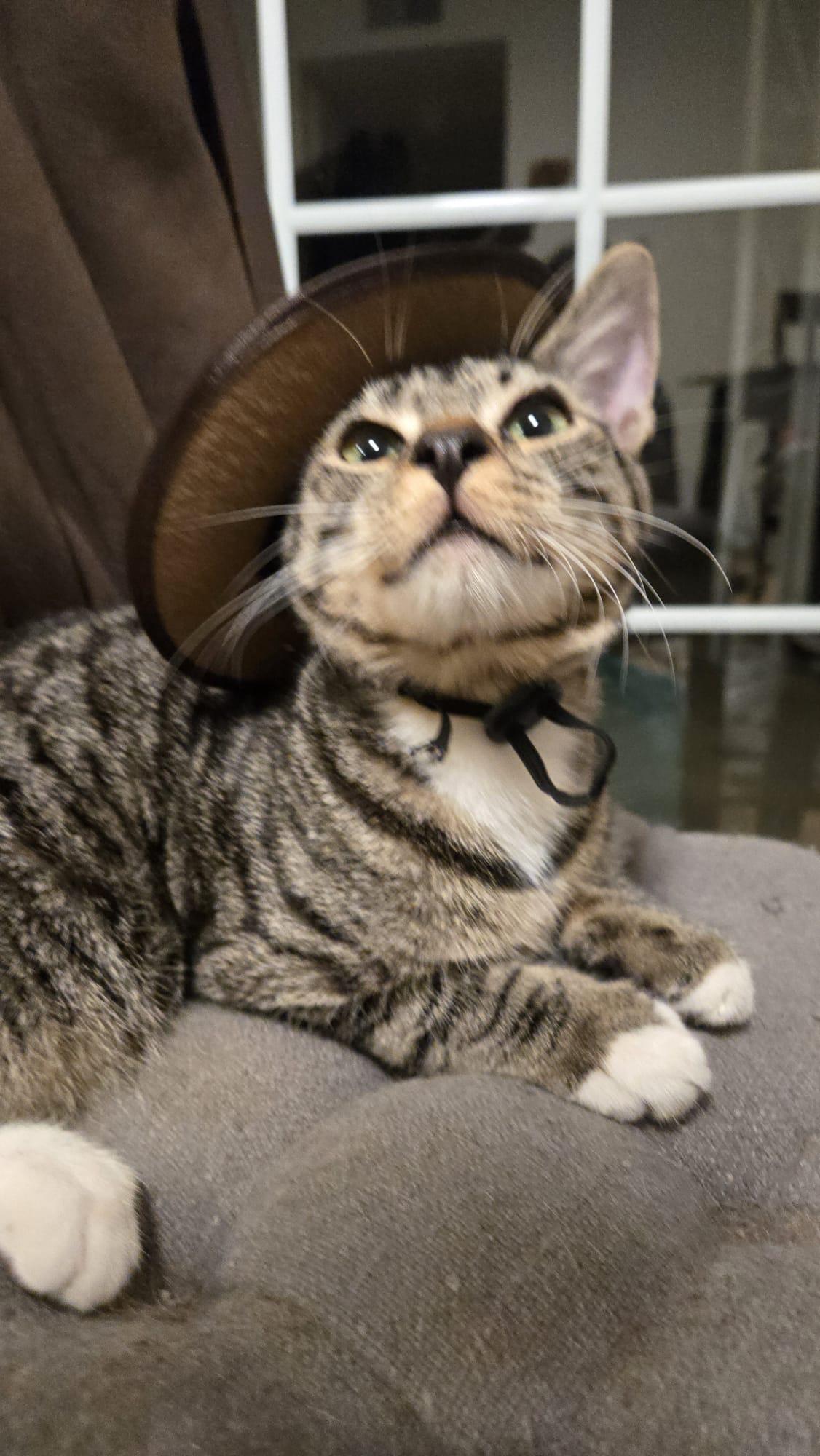 JOJO, ADOPTABLE, Kitten Male Domestic Short Hair.