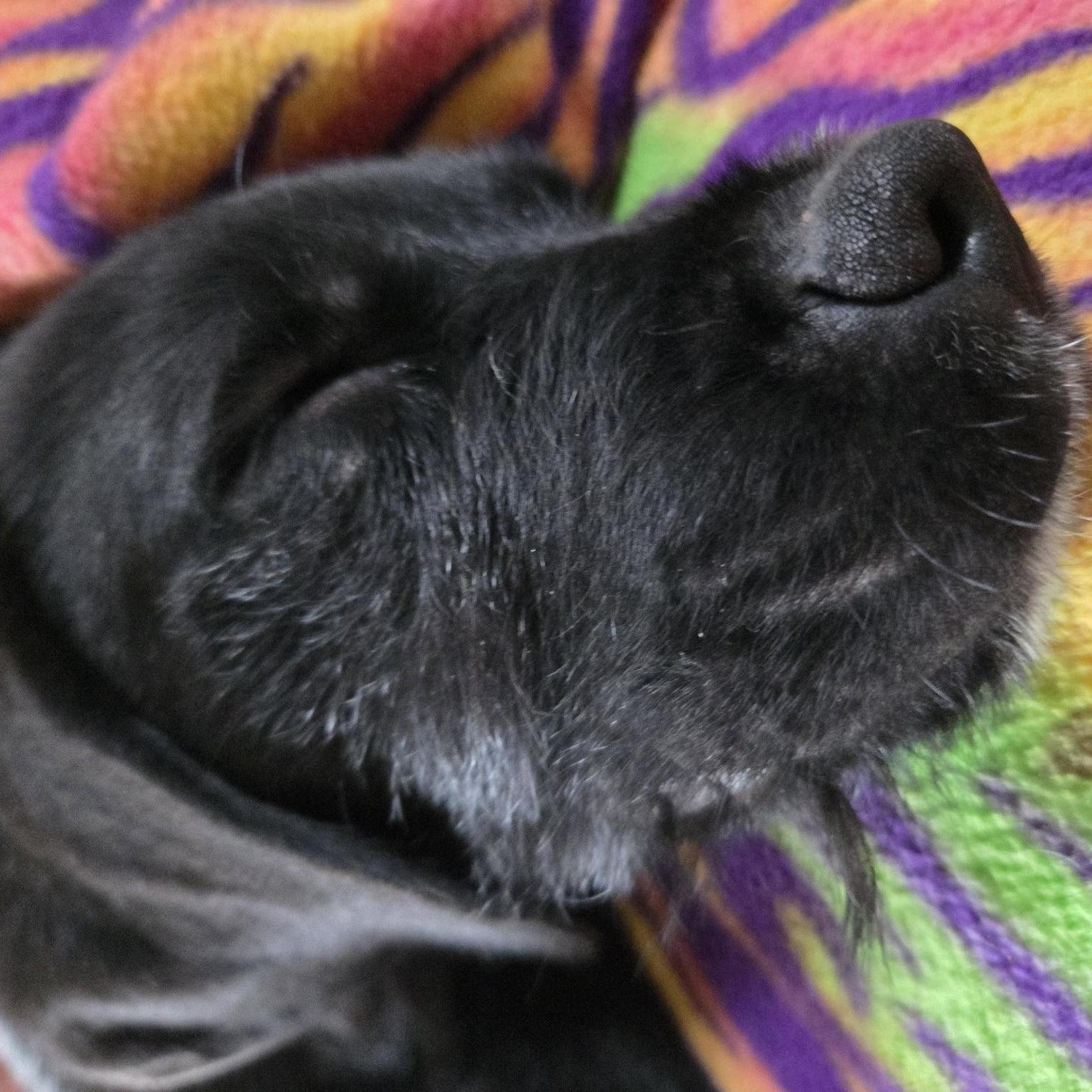 Enlarge Liam, a Adoptable mixed breed in Racine, WI image 4/6