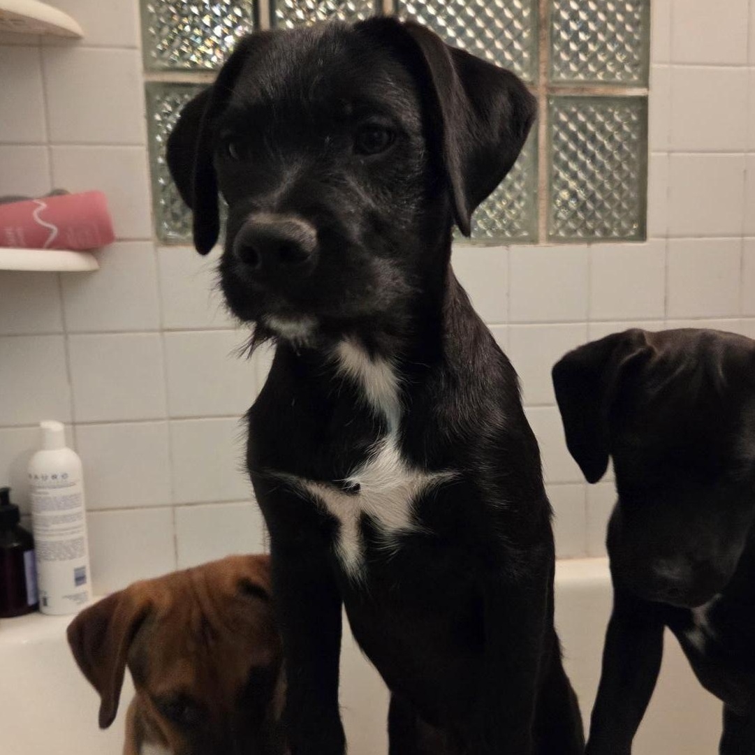 Liam, Adoptable, Puppy Male Puggle.