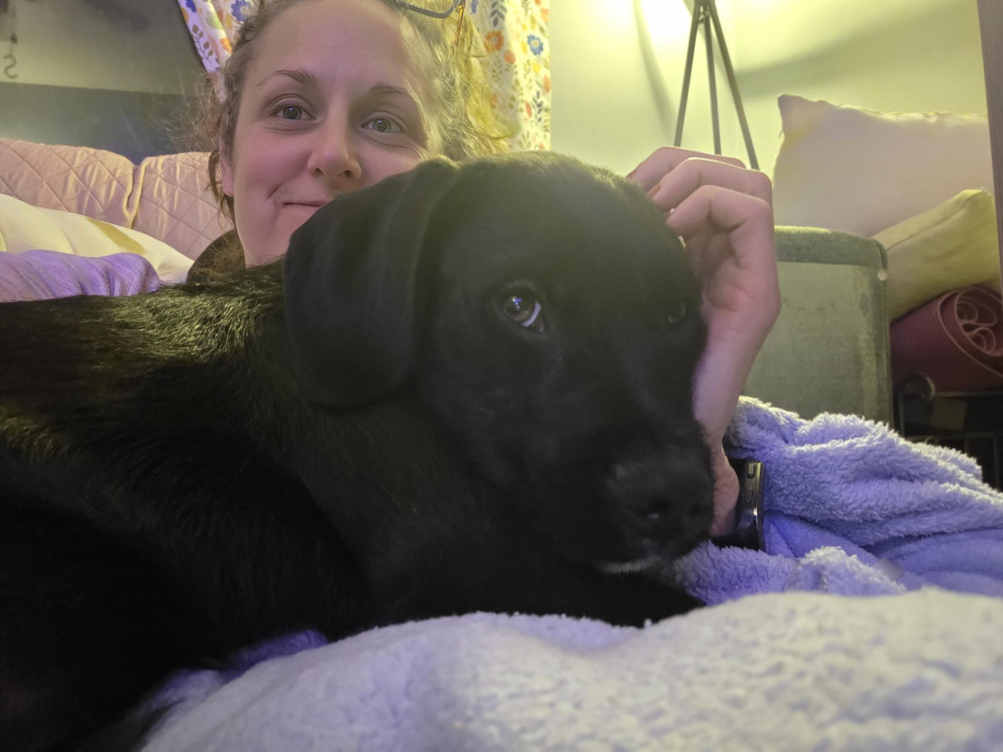 Enlarge Liam, a Adoptable mixed breed in Racine, WI image 2/6