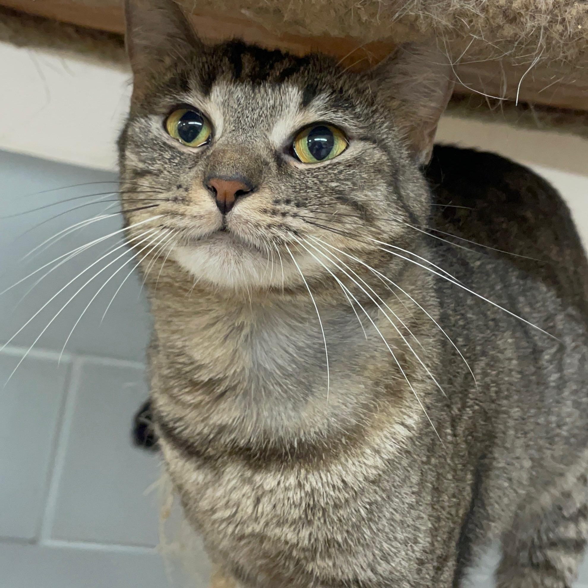 Freddy, a Adoptable Domestic Short Hair in Vineyard, UT image 3/4