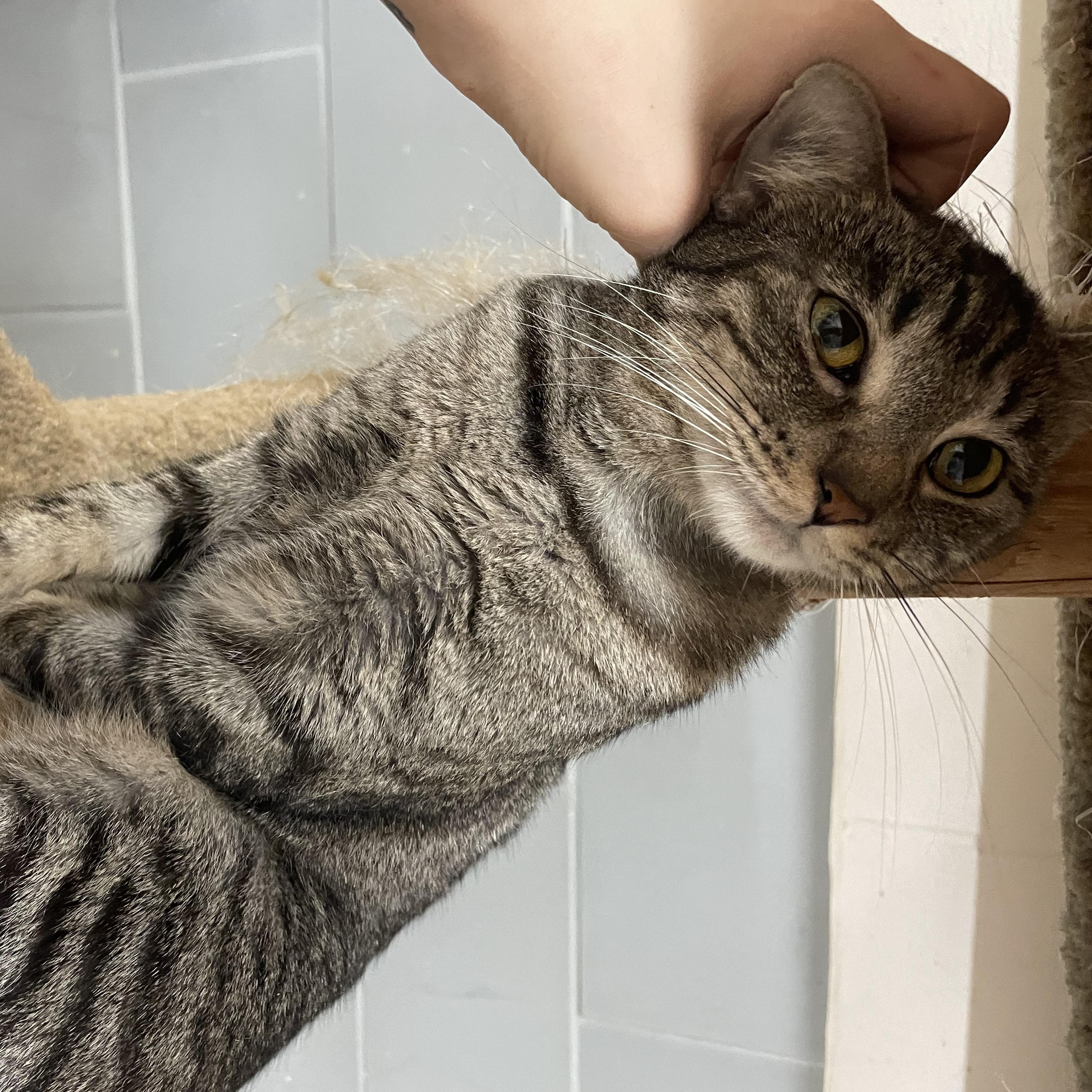 Freddy, a Adoptable Domestic Short Hair in Vineyard, UT image 4/4