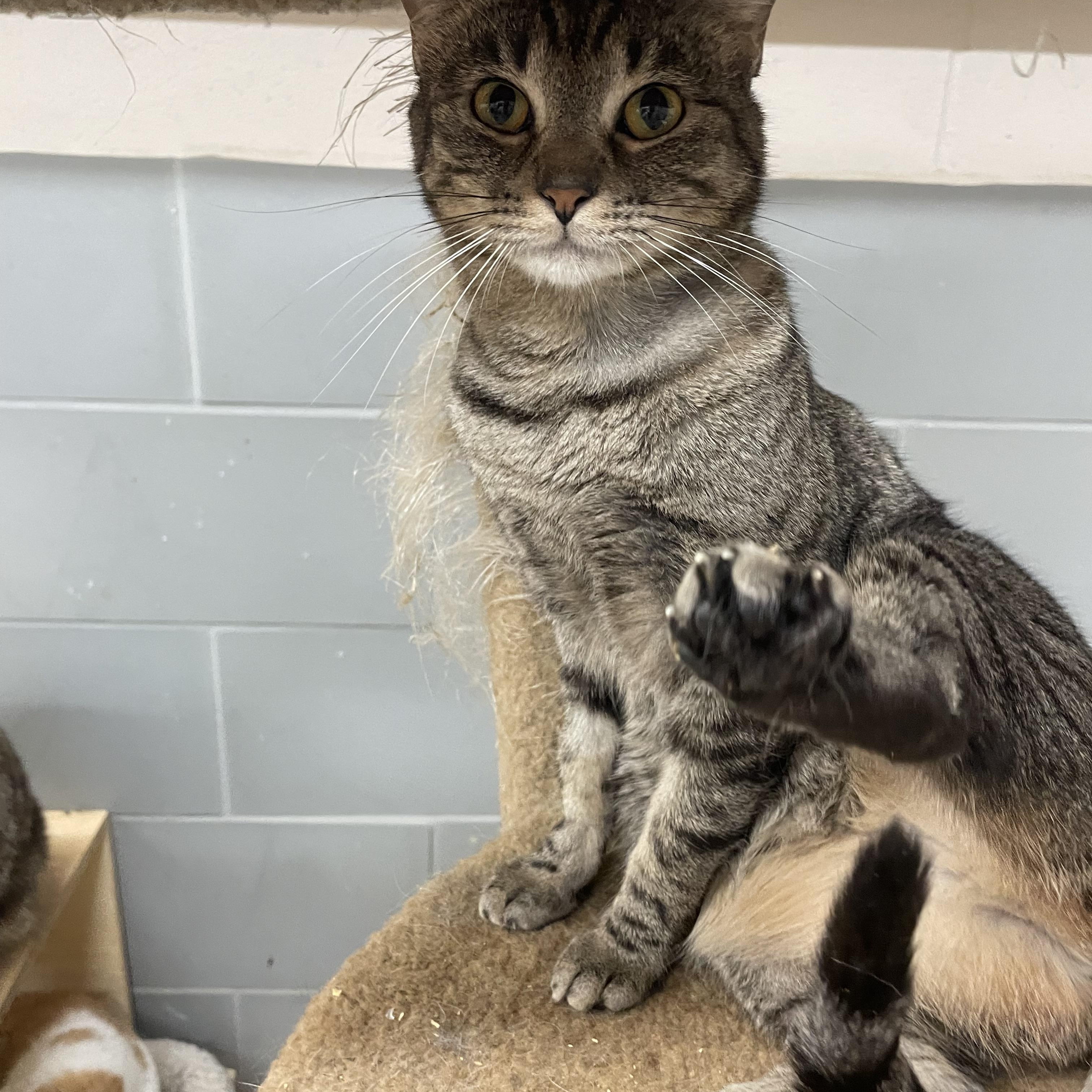 Freddy, a Adoptable Domestic Short Hair in Vineyard, UT image 2/4