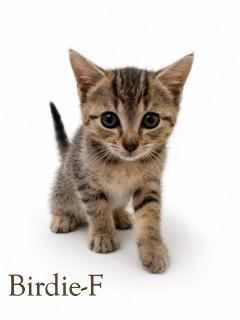 Birdie, Adoptable, Kitten Female Domestic Short Hair & Domestic Short Hair.