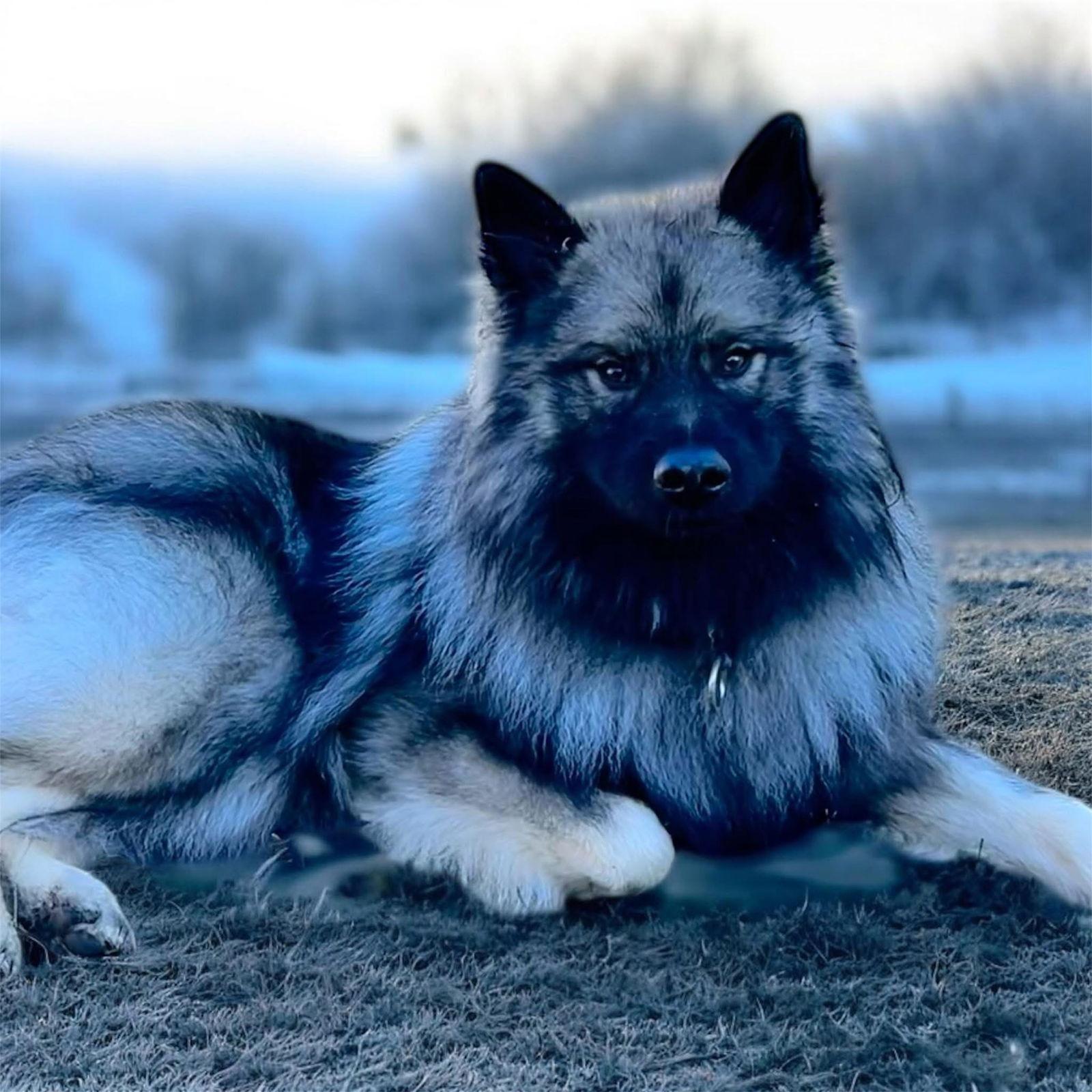 Enlarge Wookiee, a Adoptable Keeshond in New Albany, OH image 1/1