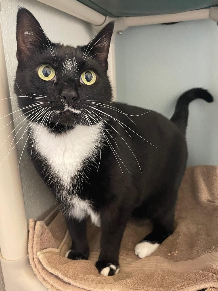 Enlarge Dahlia, a Adoptable mixed breed in Eastsound, WA image 1/5