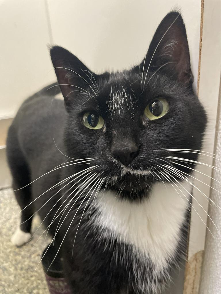 Dahlia, Adoptable, Senior Female Domestic Short Hair.