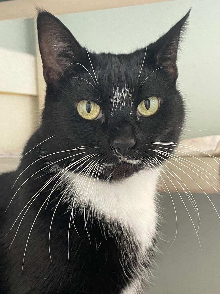 Enlarge Dahlia, a Adoptable mixed breed in Eastsound, WA image 5/5