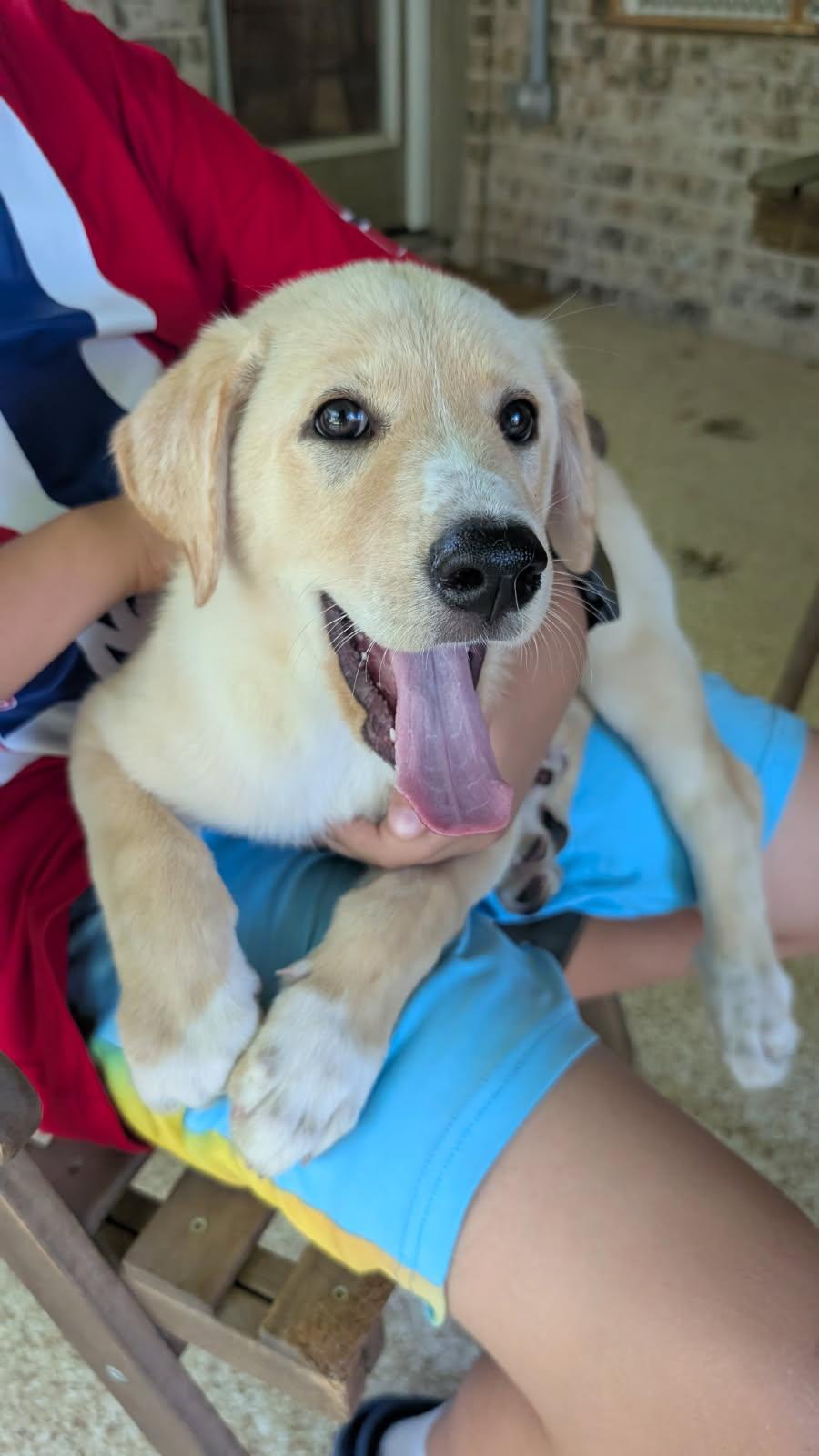 Peony, Baby Female Great Pyrenees