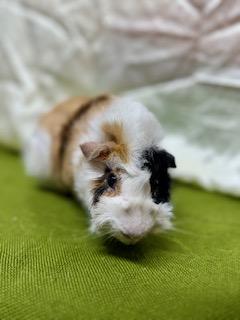 Biscuit and Gravy, a Adoptable Guinea Pig in Upper Sandusky, OH image 1/3
