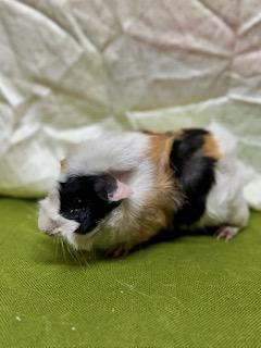 Biscuit and Gravy, a Adoptable Guinea Pig in Upper Sandusky, OH image 2/3