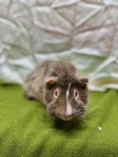 Biscuit and Gravy, a Adoptable Guinea Pig in Upper Sandusky, OH image 3/3