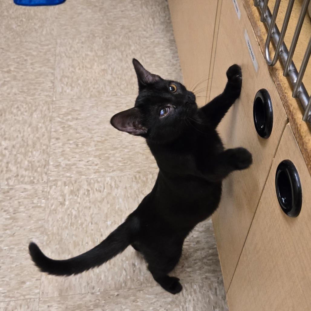 Enlarge Brookie, a Adoptable Domestic Short Hair in Houston, TX image 1/3