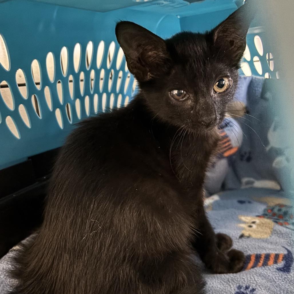 Enlarge Brookie, a Adoptable Domestic Short Hair in Houston, TX image 2/3