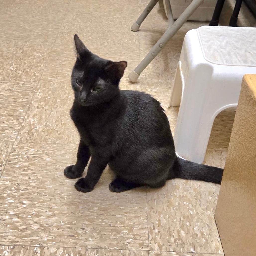 Enlarge Brookie, a Adoptable Domestic Short Hair in Houston, TX image 3/3